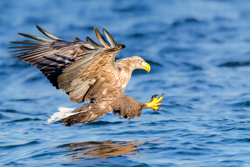 A closeup shot of Eagle in flight landing