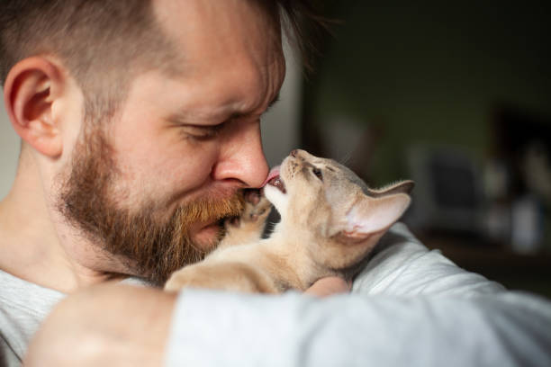 Close up of abyssinian kitten licking bearded man's nose. stock photo
