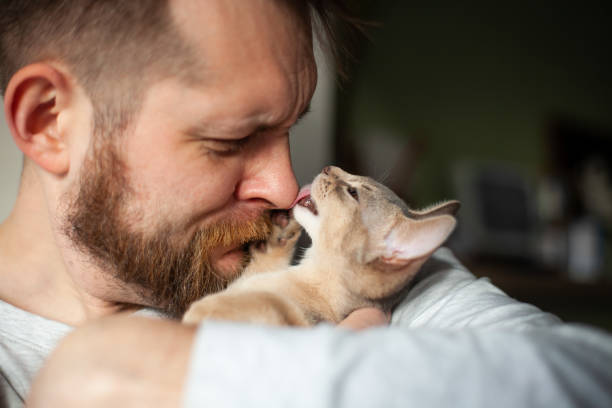 Close up of abyssinian kitten licking bearded man's nose. Close up of abyssinian kitten licking bearded man's nose. Love relationship, friendship between human and cat. Pets care. World cat day. Selective focus. licking nose stock pictures, royalty-free photos & images