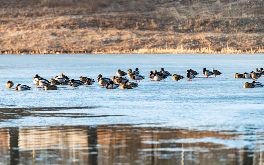 A flock of wild ducks rested on the ice