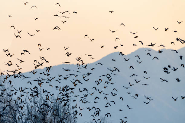 Backgrounds Of Birds On The Air stock photo