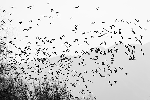 Sand Martin, Riparia riparia, flying in large groups over the wetland.