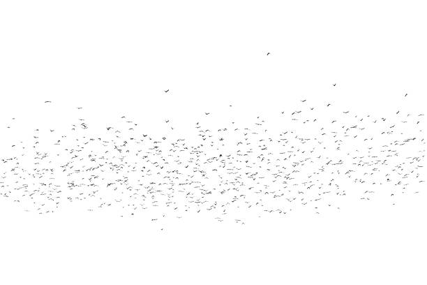 Backgrounds Of Birds On The Air,Bird cluster, isolated on white background