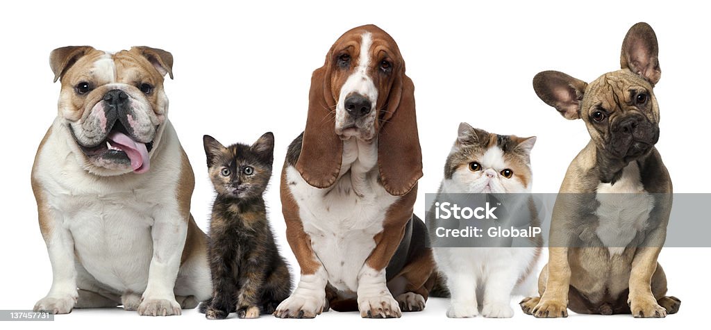 Group of cats and dogs Group of cats and dogs in front of white background Domestic Cat Stock Photo