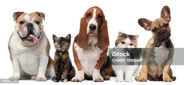 Group Of Cats And Dogs Stock Photo - Download Image Now - Domestic Cat, Dog, Pets