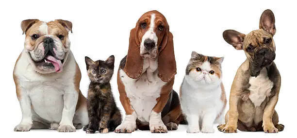 Group of cats and dogs in front of white background