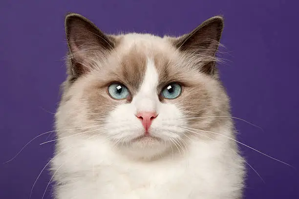 Photo of Ragdoll cat, 6 months old, in front of purple background