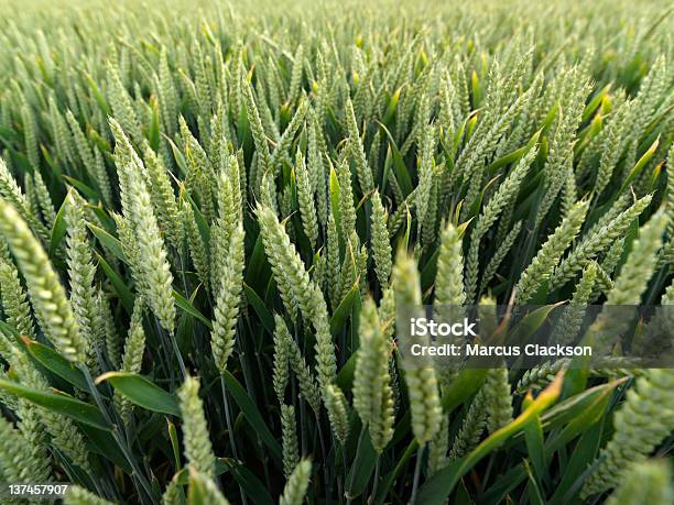 Campo Di Grano Con Messa A Fuoco Differenziale - Fotografie stock e altre immagini di Agricoltura - Agricoltura, Agricoltura biologica, Ambientazione esterna