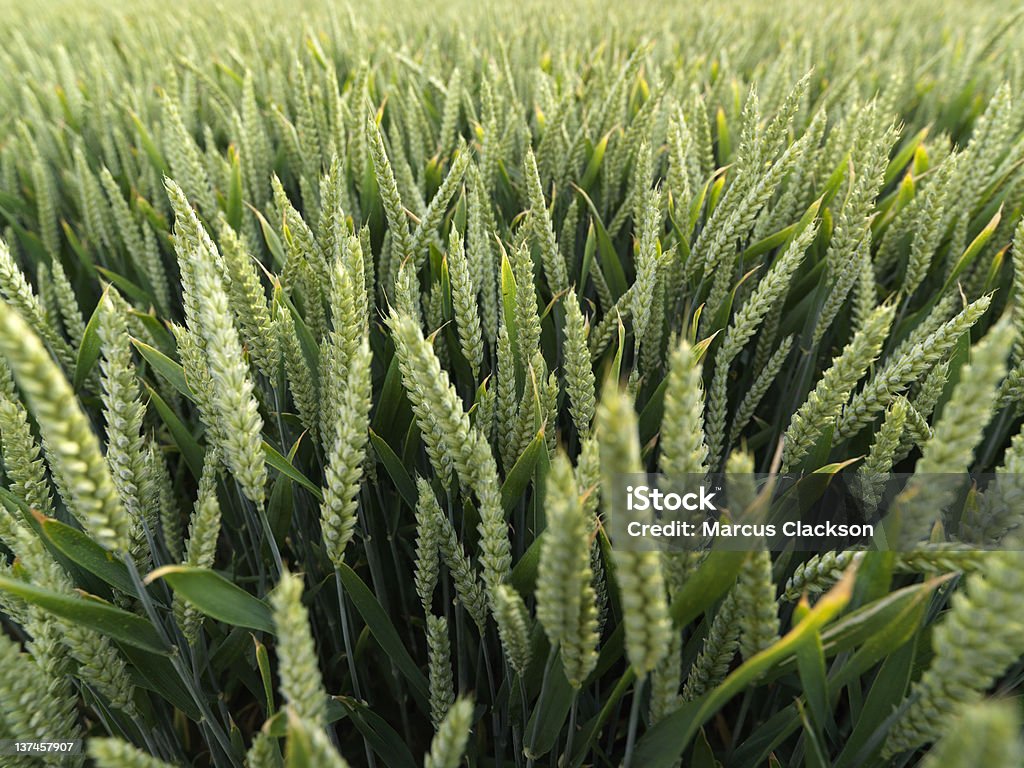 Пшеничное поле с лейкоцитарной формулой внимание - Стоковые фото Без людей роялти-фри
