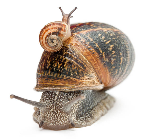 istock Garden snail - Helix aspersa with its baby 137458592