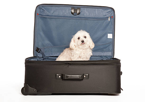 istock Travel Puppy 137458652