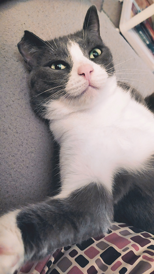 Funny image of domestic cat taking a selfie while lying down with smartphone.
