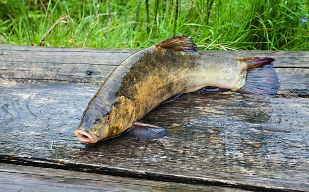Raw tench on wooden boards Raw tench on wooden boards. Closeup tinca tinca stock pictures, royalty-free photos & images