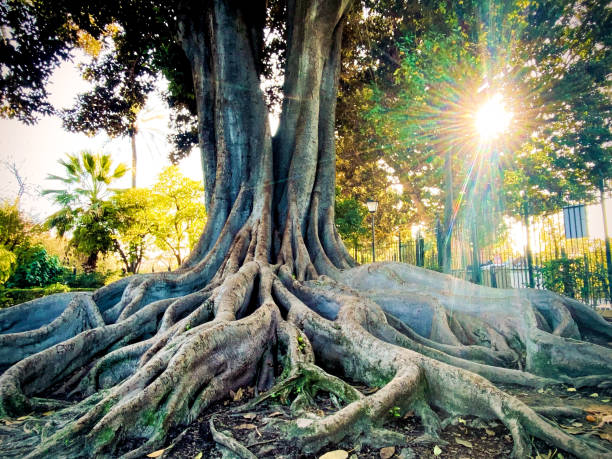 Picture of a tree in Seville, Spain