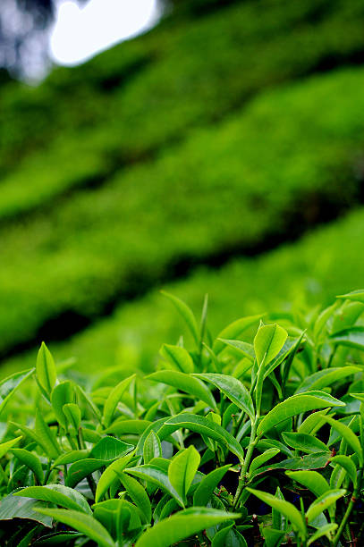 istock Tea leaves at a plantation 137458987