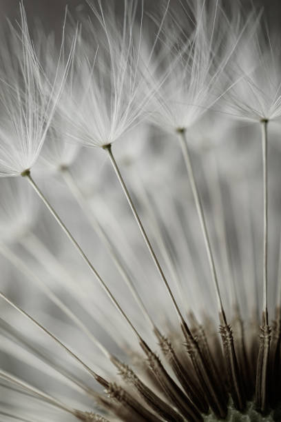 istock romantic white dandelion flower seed in springtime 1374590235