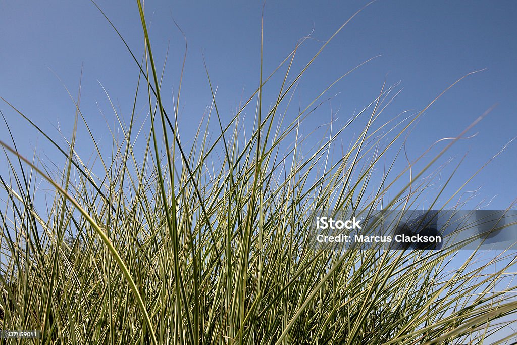 Colores vívidos pasto - Foto de stock de Aire libre libre de derechos