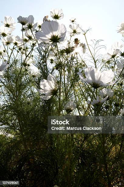 White Isländische Poppies Stockfoto und mehr Bilder von Anmut - Anmut, Aufnahme von unten, Beengt