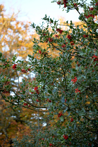 A rich coloured holly bush on a crisp sunny frosty morning.shallow depth of field.