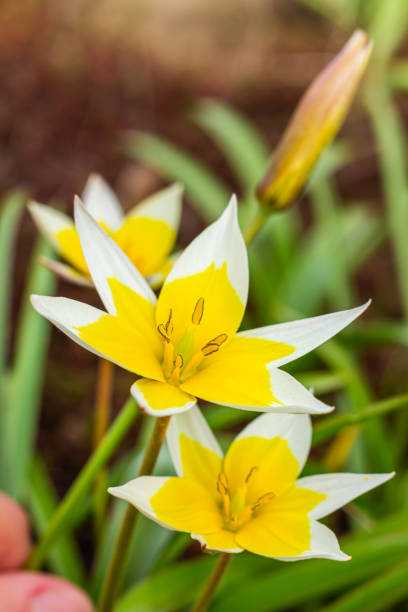 Yellow and White Tulip Tarda blossoming in garden on natural background Yellow and White Tulip Tarda blossoming in garden on natural background. tulipa tarda stock pictures, royalty-free photos & images