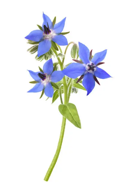 Borage plant (Borago officinalis) isolated on white background