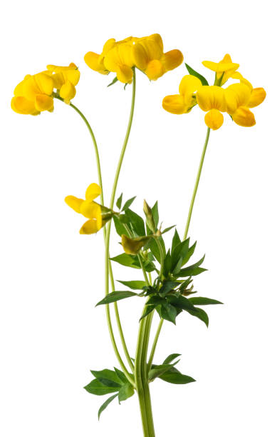 istock common bird's foot flowers 1374597930