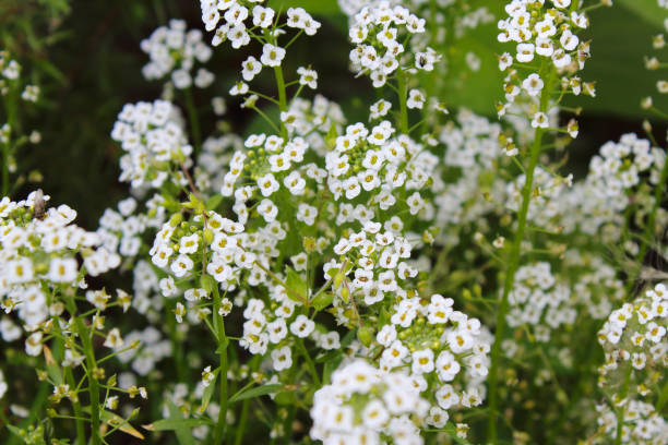 istock Beautiful white alyssum flowers. Close-up. Selective focus. Background. Texture. 1374600151