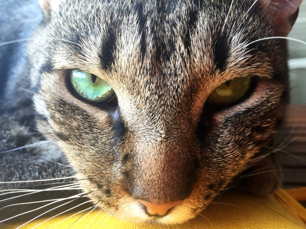 Glowing close-up shot of pretty cat's face.