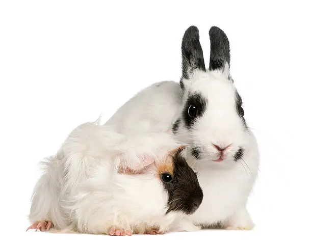 Dalmatian rabbit, 2 months old, and an Abyssinian Guinea pig, Cavia porcellus, sitting in front of white background