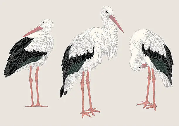 Vector illustration of Storks