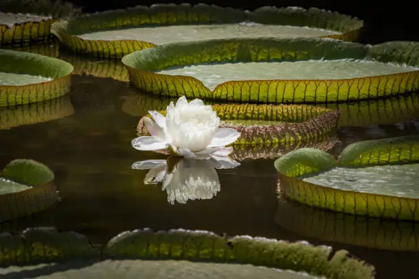 Amazon water lily flower that attracts beetles for pollination