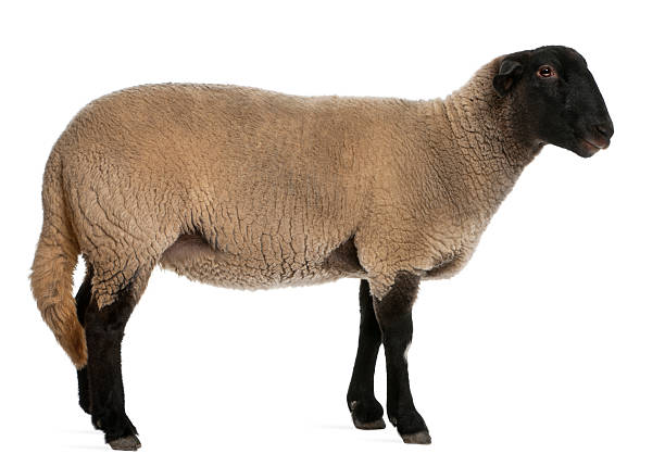 istock Female Suffolk sheep, Ovis aries, 2 years old, standing 137461014