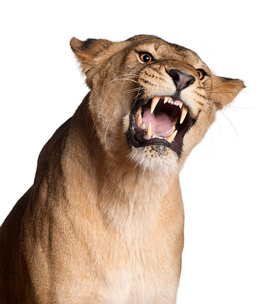istock Lioness, Panthera leo, snarling in front of white background 137461071