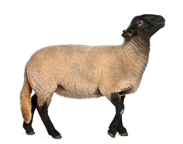istock Female Suffolk sheep, Ovis aries, 2 years old, standing 137461218