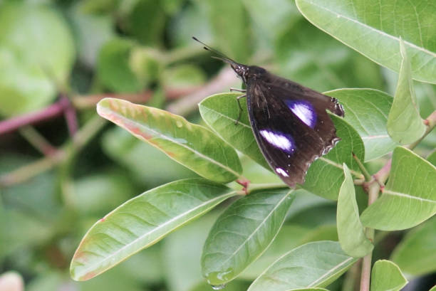 istock Black and white butterfly at green leaf, Close up shot 1374622789