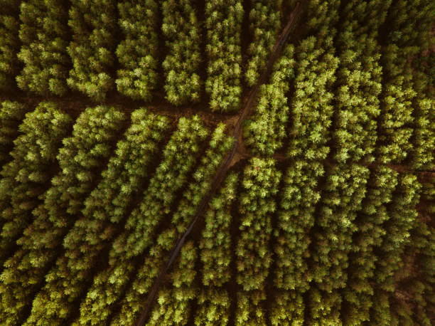 istock Sunrise Forest Aerial View 1374625479