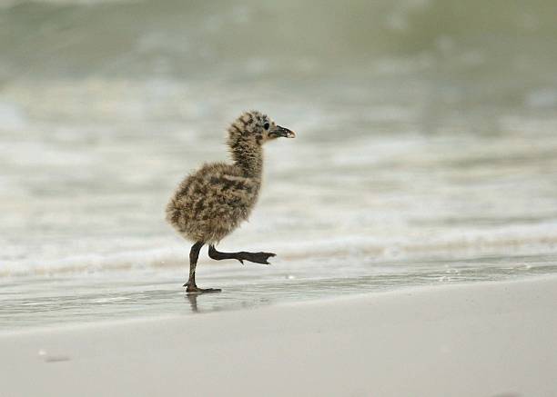 Laughing Gull chick walking along a sandy beach stock photo