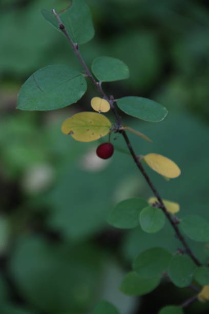 Leaves and red berry on branch stock photo