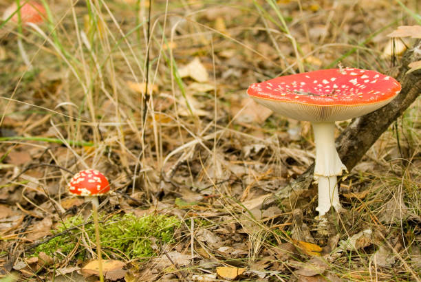 istock big and small fly-agaric mushrooms in the forest 1374646429