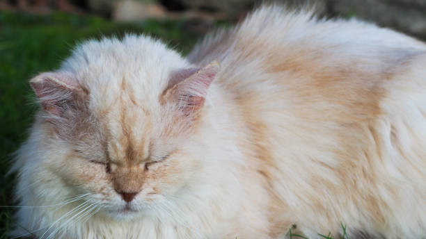 Guigui, the Persian cat