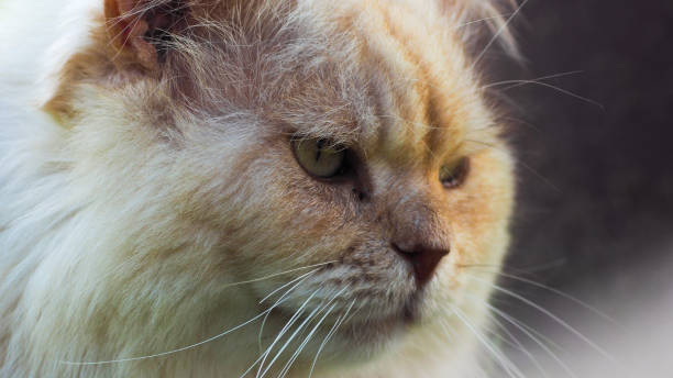 Guigui, the Persian cat