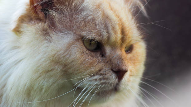 guigui, kot perski - leopard horizontal snout fur zdjęcia i obrazy z banku zdjęć