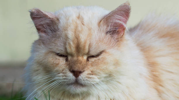 Guigui, the Persian cat