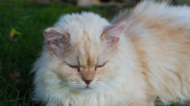 istock Guigui, the Persian cat 1374647062