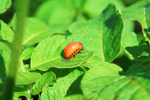 doryphore sur les feuilles. gros plan. arrière-plan. - ladybug insect leaf beetle photos et images de collection