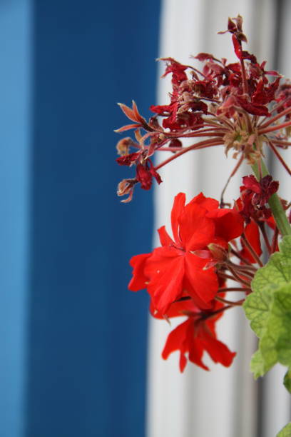 Red flowers on blue and white stock photo