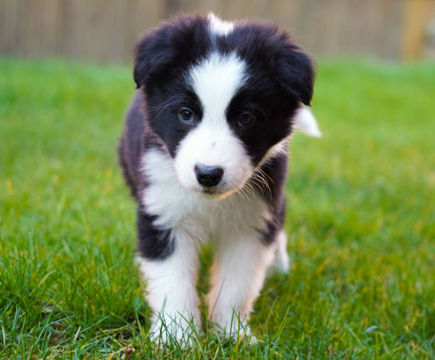 Border Collie Puppy 10 week old Border Collie Pup border collie puppies stock pictures, royalty-free photos & images