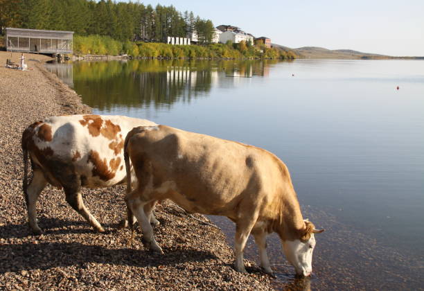 Red cows on a lake beach stock photo