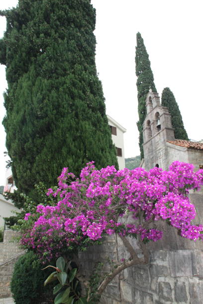Pink flowers in front of a churcn stock photo