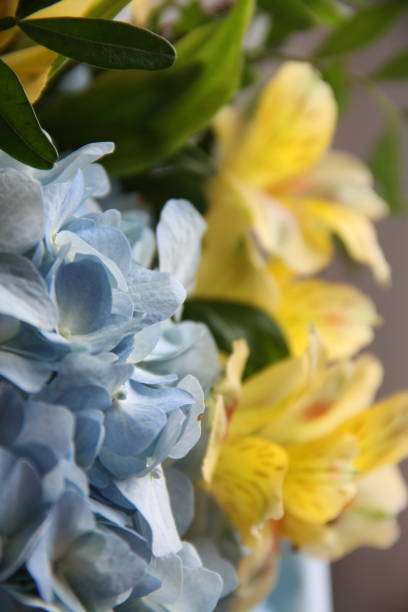 Yellow and blue flowers in close up stock photo